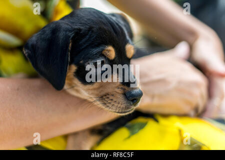 Das Porträt einer jungen Hund ruhig sitzen auf dem Schoß seines Besitzers Stockfoto