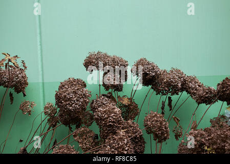 Hydrangea arborescens mit getrockneten Blumen Stockfoto