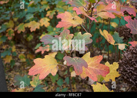 Hydrangea quercifolia buntes Laub im Herbst Stockfoto