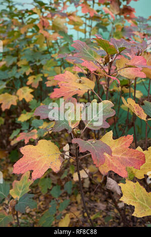 Hydrangea quercifolia buntes Laub im Herbst Stockfoto