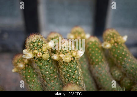 Mammillaria elongata Kaktus auf gelbe Blume Stockfoto