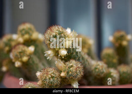 Mammillaria elongata Kaktus auf gelbe Blume Stockfoto