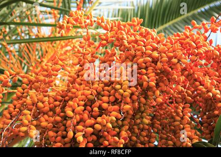 Früchte der Palme (Phoenix Dactylifera) bis heute Stockfoto