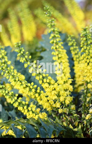 Mahonia x Media 'Nächstenliebe' Blüte im Winter (November) in einer britischen Garten Stockfoto