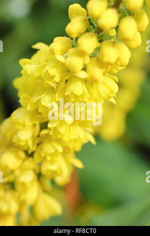 Mahonia x Media 'Buckland 'Blumen im Winter in einem britischen Garten, auch als Oregonn Traube" Buckland'. Stockfoto