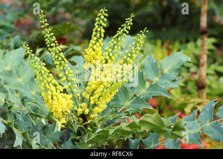 Mahonia x Media 'Winter Sun' Blüte im Winter (November) in einem britischen Garten Stockfoto