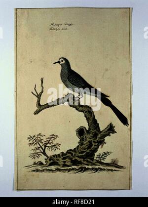 Oena capensis (Namaqua dove). Verfasser der Stellungnahme: Robert Jacob Gordon. Dating: C. Nov-1778. Maße: H 660 mm x B 480 mm; h 410 mm × w 262 mm. Museum: Rijksmuseum, Amsterdam. Stockfoto