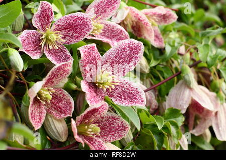 Blumen Clematis cirrhosa Freckles var. purpurascens'' im Winter, UK. Hauptversammlung Stockfoto