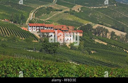 Wein Land in der Nähe von La Morra, Langhe, Piemont, Italien, Europa Stockfoto