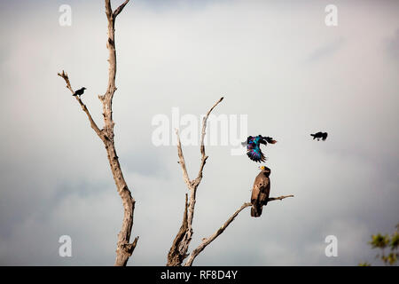 Eine afrikanische Harrier - Hawk, Polyboroides Typus, in einen toten Baum gehockt, zwei Burchell's Starling, Lamprotornis Australis, Angriff der Falken. Stockfoto