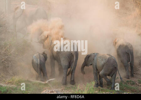 Ein Elefant, Loxodonta africana, Staub, Sand auf dem Rücken, in der Amtsleitungen in der Luft, staubige Luft. Stockfoto