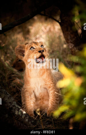 Ein lion Cub, Panthera leo, setzt sich hin, schaut weg, offenen Mund. Stockfoto