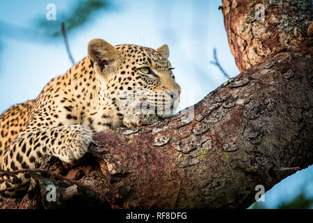 Ein leopard Kopf und Pfoten, Panthera Pardus, liegt auf einem Ast, ruht auf Vorderpfote, Weg suchen Stockfoto