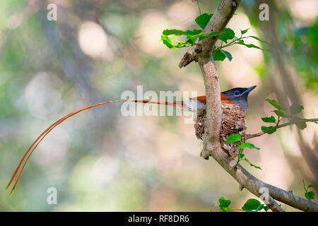 Eine afrikanische Paradies, Terpsiphone viridis, sitzt in einem Nest in einem Baum, seinen langen Schwanz hängt aus dem Nest Stockfoto