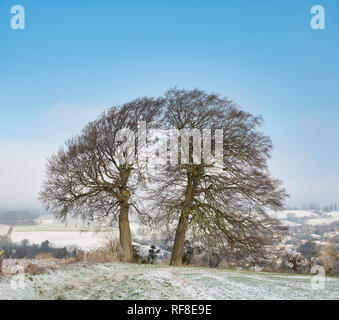 Winter buche Bäume am Rande eines gepflügten Feldes im Schnee in die Landschaft von Cotswold abgedeckt. Chipping Campden, Cotswolds, Gloucestershire, England Stockfoto