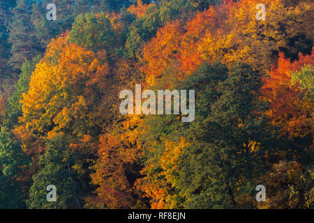 Erstaunlich, golden, Gelb, Rot, Grün Herbstfarben im Wald, Holz. Herbst Hintergrund Sammlung Stockfoto