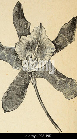 . Ein Katalog von Orchideen für 1890, kultiviert und für den Verkauf von John Saul, Gärtnerei, seedmsman und Blumenladen, Washington, D.C. Baumschulen (Gartenbau) Kataloge Kataloge; Pflanzen; Orchideen Samen Kataloge. JOHN SAUL'S KATALOG von Orchideen. 2 00 5 00 5 00 2 50 2 50 2 50 2 50 2 50 5 00 5 00 2 50 $ 1 50 2 00 2 00 2 00 1 50 5 00 2 00 2 00 2 50 2 50 Leella Crispa (siehe Cattleya) Dayana (Cattleya) ich Elegans Schilleriana ich Flava Gouldiana ich Harpophylla C Majalis 1 $ 00 bis ich Perrinii Pinelii (Proestans) ICH ICH ICH ICH Purpurata Purpurata Nelissi Superbiens 2 50 $ Xanthina ich Limatodes Rosea 1 $ 00 bis Rosea Sau Stockfoto
