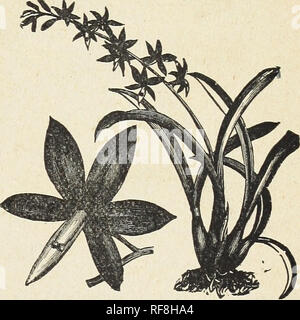 . Ein Katalog von Orchideen für 1890, kultiviert und für den Verkauf von John Saul, Gärtnerei, seedmsman und Blumenladen, Washington, D.C. Baumschulen (Gartenbau) Kataloge Kataloge; Pflanzen; Orchideen Samen Kataloge. JOHN SAUL'S KATALOG von Orchideen. Ich Dendrobium Infuudibulum I C I I I T T I I T T T I C C C T T I I I I I T I C I I T T T Jamesianum Japonicum Jenkensii. Johannis Longieornn Lasioglossum Leueolophotvim Litiuflorum Luteolum Lowii 2 50 $ Macrophyllum ich. 1 aa) McCarthise Moschatum 1 $ 50 bis Moniliforme (Linawiana? Ich Nobile 50 cts. zu Nobiliiis Nodatum: * 1 50 Palpebi Parishii 'ise 1 $ 50 bis Stockfoto