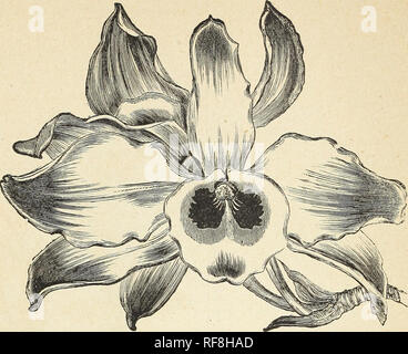 . Ein Katalog von Orchideen für 1890, kultiviert und für den Verkauf von John Saul, Gärtnerei, seedmsman und Blumenladen, Washington, D.C. Baumschulen (Gartenbau) Kataloge Kataloge; Pflanzen; Orchideen Samen Kataloge. JOHN SAUL'S KATALOG von Orchideen. DENDROBIUM Cypripedium Pearcei (Caricinum) 2 00 Roezlii Prsestans 2 50 Robelenii 2 $ 50 bis 5 00 Rothschildianum Sanderianum Regnierii 2 50 5 00 2 50 Spicerianum Sedeni 2 $ 50 bis 5 00 Stoiiei m 50 bis 5 00 Superbiens (Veitcliianum) 5 00 Venustum, 75 Villosum 2 50 Cyrtoptera Woodfordii (Cyrtopodium) 2 50 Cyrtopodium Anderson! 2 50 Punctatum 2 50 Cyrtochllum M Stockfoto