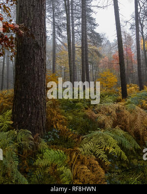 Diebe Holz in Nottinghamshire zeigt einige Herbst Farbe. Stockfoto