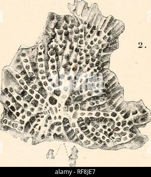 . Katalog der marine Polyzoa in der... British Museum. . Bitte beachten Sie, dass diese Bilder sind von der gescannten Seite Bilder, die digital für die Lesbarkeit verbessert haben mögen - Färbung und Aussehen dieser Abbildungen können nicht perfekt dem Original ähneln. extrahiert. British Museum (Natural History). Abteilung für Zoologie. [Bryozoa]; Busk, George, 1807-1887. London Stockfoto