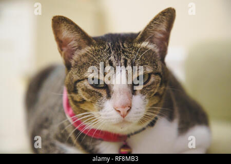 Soft brown Tabby cat Kitten schlafen konzentrieren sich auf dem Bett bequem und unbeeindruckt. Stockfoto