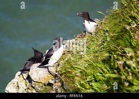 England, Vereinigtes Königreich, England, Yorkshire, Tordalken, Bempton Cliff,, Vereinigtes Koenigreich Stockfoto