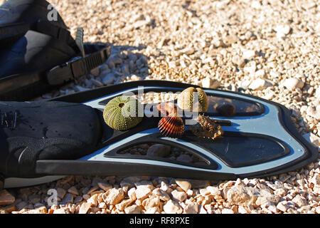 Grau Schnorcheln fin mit Seeigeln, Muscheln und der Körper einer Kröte Krabben auf einem steinigen Strand. Der Strand ist Plaza in Novalja auf der Insel Pag, Kroatien. Stockfoto