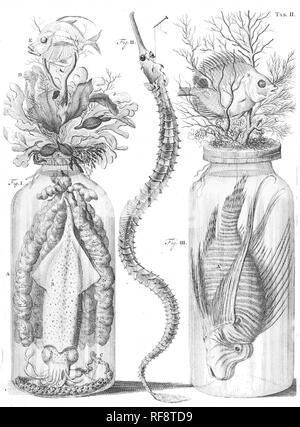 Tiere in Gläsern vintage Abbildung Stockfoto