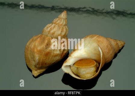 Wellhornschnecken (Buccinum undatum) Seeschnecken, Meeresfrüchte Stockfoto