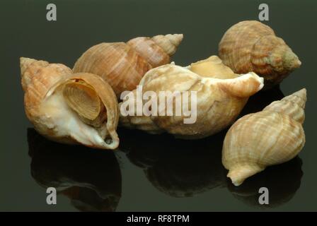 Wellhornschnecken (Buccinum undatum) Seeschnecken, Meeresfrüchte Stockfoto