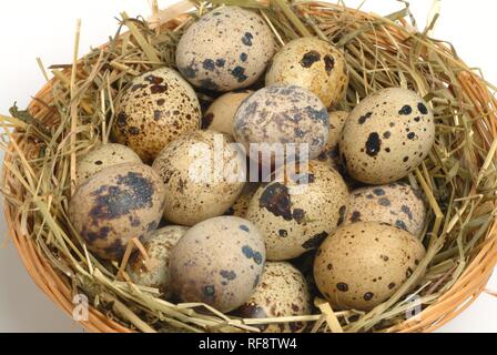 Wachteleier im nest Stockfoto