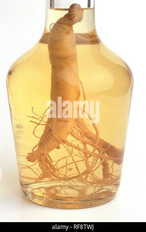 Gebeizt Ginseng (Panax ginseng), Korea, Asien Stockfoto