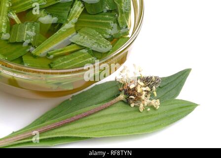 Englisch- oder Spitzwegerich (Plantago Integrifolia), Sirup Stockfoto