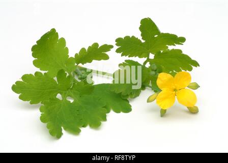 Oder Tetterwort Schöllkraut (Chelidonium majus), Heilpflanze, toxische/giftig Stockfoto