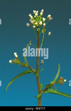 Shepherd's Purse (Capsella bursa-pastoris), Heilpflanzen Stockfoto