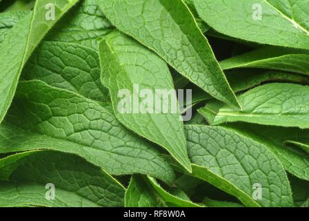 Gemeinsame Beinwell (Symphytum officinale), Heilpflanzen Stockfoto