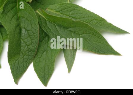 Gemeinsame Beinwell (Symphytum officinale), Heilpflanzen Stockfoto