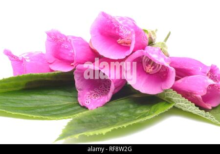 Purple Fingerhut oder Lady's Glove (Digitalis purpurea) Stockfoto