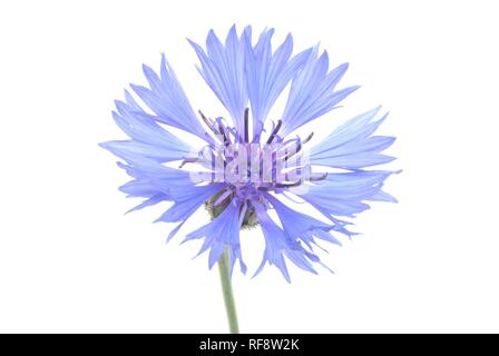 Kornblume oder Bluebottle (Centaurea cyanus) Stockfoto