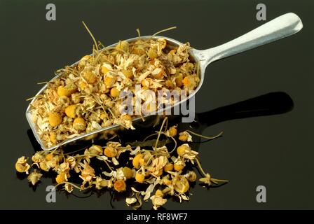 Deutsche Kamille, Ungarisch Kamille oder wilde Kamille (Matricaria recutita), Heilpflanze, getrocknete Blüten, Kaffee Stockfoto