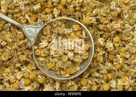 Deutsche Kamille, Ungarisch Kamille oder wilde Kamille (Matricaria recutita), Heilpflanze, getrocknete Blüten, Kaffee Stockfoto