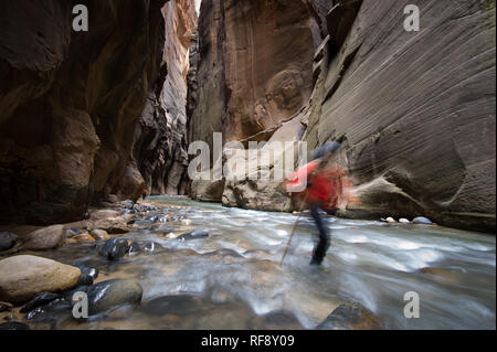 Wandern Zion National Park berühmten Slot Canyon, die Narrows, im Winter erfordert eine trockene und warme Kleidung, aber es ist weniger überlaufen als im Sommer Stockfoto