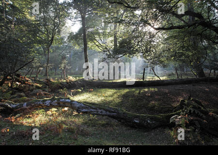 Gefallenen Silber Birke Betula pendula in großer Huntley Bank New Forest National Park Hampshire England Großbritannien Stockfoto