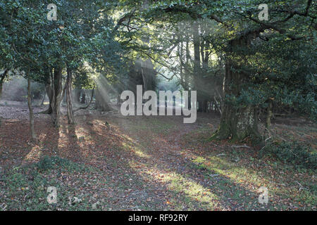 Stechpalme Ilex aquifolium und Buche Fagus sylvatica im Berry Holz New Forest National Park Hampshire England Großbritannien Stockfoto