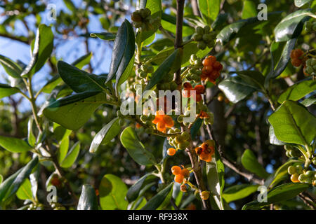 Lyall Bay, Wellington, Neuseeland Stockfoto