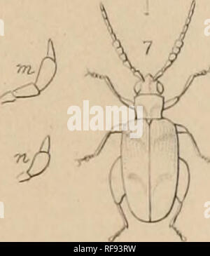 . Katalog der Halticidoe in der Sammlung des British Museum. Chrysomelidae. . Bitte beachten Sie, dass diese Bilder sind von der gescannten Seite Bilder, die digital für die Lesbarkeit verbessert haben mögen - Färbung und Aussehen dieser Abbildungen können nicht perfekt dem Original ähneln. extrahiert. British Museum (Natural History). Abt. der Zoologie; Clark, Hamlet, 1823-1867; Grau, John Edward, 1800-1875. London Gedruckt im Auftrag des Kuratoriums Stockfoto