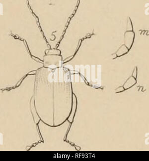 . Katalog der Halticidoe in der Sammlung des British Museum. Chrysomelidae. . Bitte beachten Sie, dass diese Bilder sind von der gescannten Seite Bilder, die digital für die Lesbarkeit verbessert haben mögen - Färbung und Aussehen dieser Abbildungen können nicht perfekt dem Original ähneln. extrahiert. British Museum (Natural History). Abt. der Zoologie; Clark, Hamlet, 1823-1867; Grau, John Edward, 1800-1875. London Gedruckt im Auftrag des Kuratoriums Stockfoto