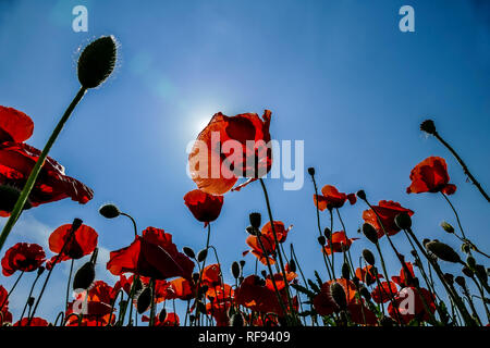Mohnblumen auf dem Hintergrund des blauen Himmels, digitale Bild in Italien, Europa Stockfoto