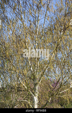 Männliche Kätzchen auf Baum Betula utilis var. jacquemontii's Silver Shadow' im Frühjahr. Stockfoto